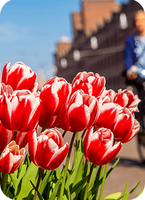 Tulips in The  Hague